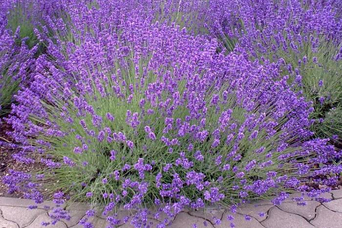 ZA PRIJATNIJI I ZDRAVIJI SAN: Lavanda pomaže kod nesanice, ona smiruje i liječi…