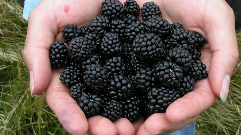 UKUSNE I LJEKOVITE: Kupine su prava vitaminska bomba, pomažu kod krvarenja i karcinoma…